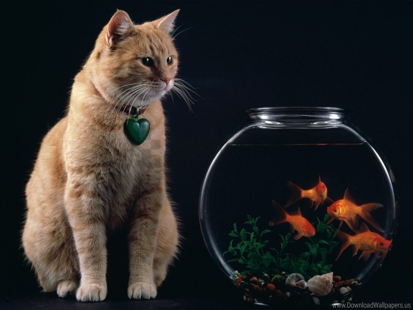 aquarium cat fish wallpaper PNG Image with Clear Isolation