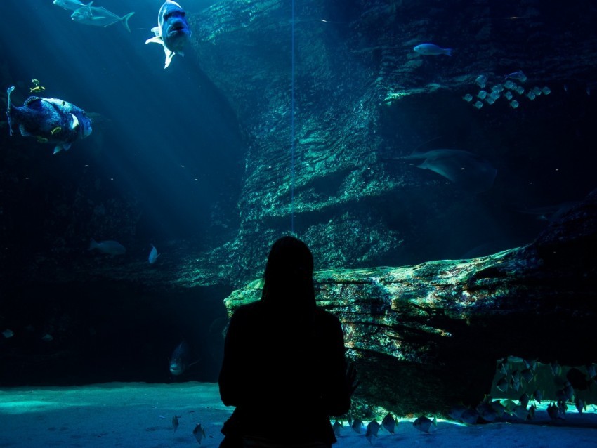 aquarium fish silhouette dark underwater world PNG images with transparent layer