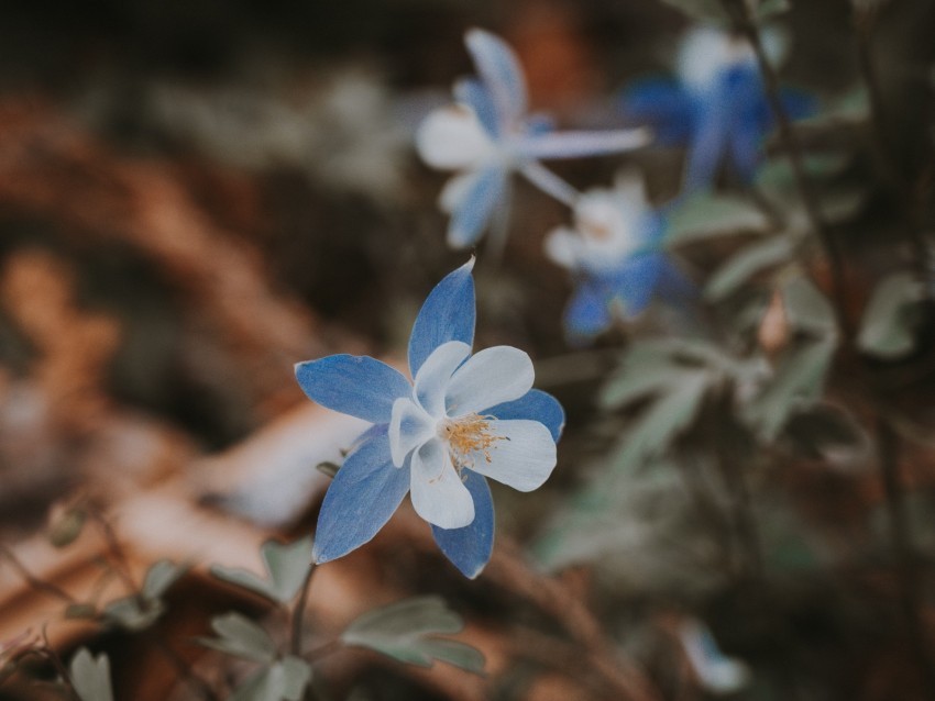 aquilegia flower blue macro bloom Clear Background Isolated PNG Illustration 4k wallpaper