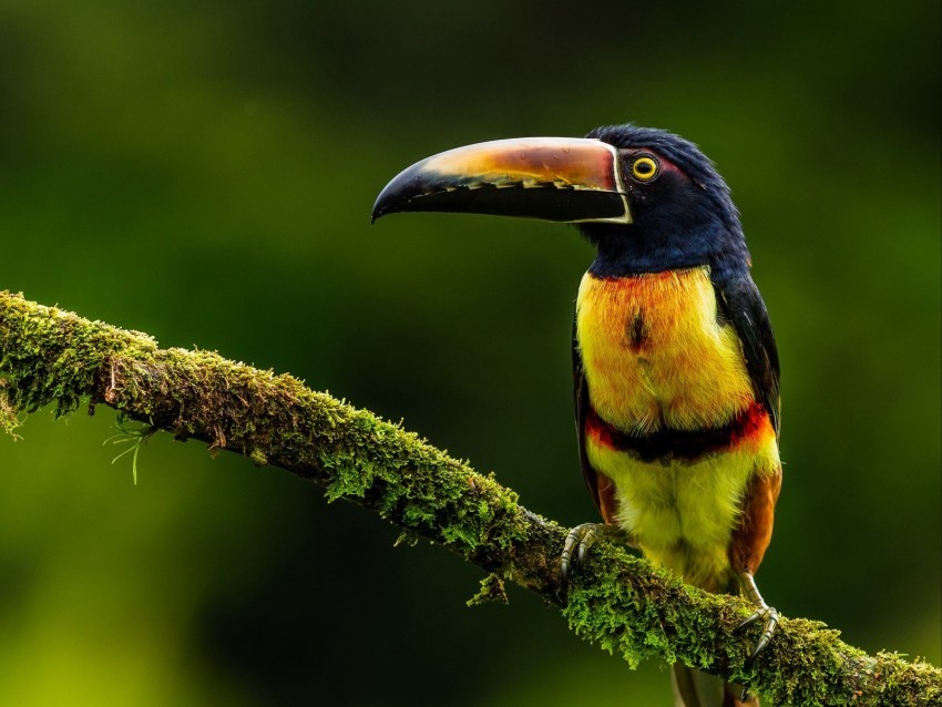 aracari bird toucan exotic PNG Graphic Isolated on Clear Background