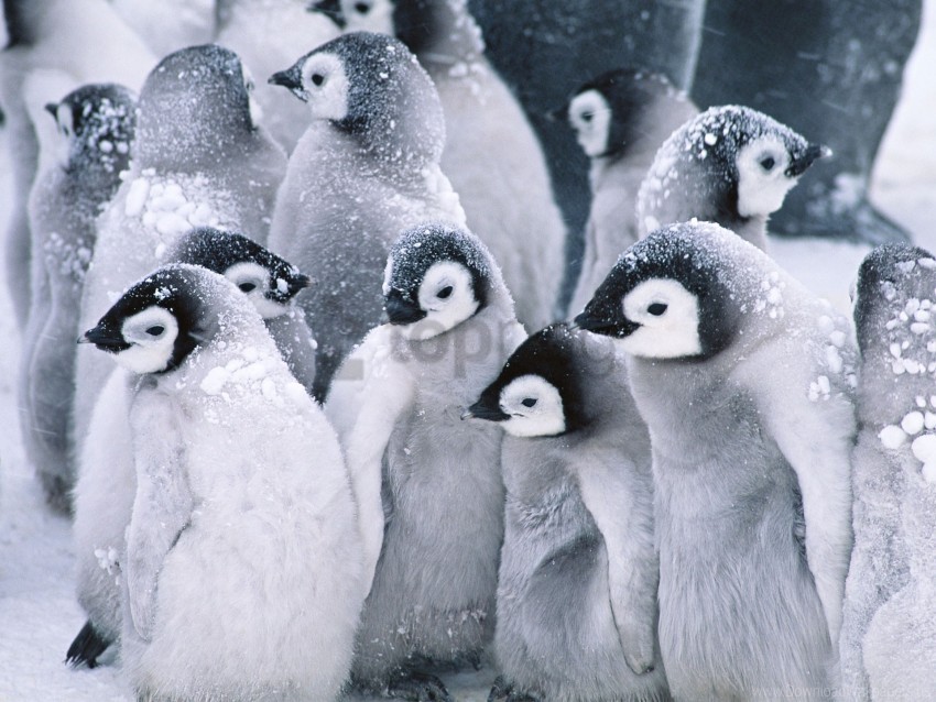 arctic cute penguins wallpaper Clean Background Isolated PNG Art