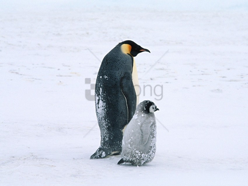 arctic life penguins wallpaper Clean Background PNG Isolated Art