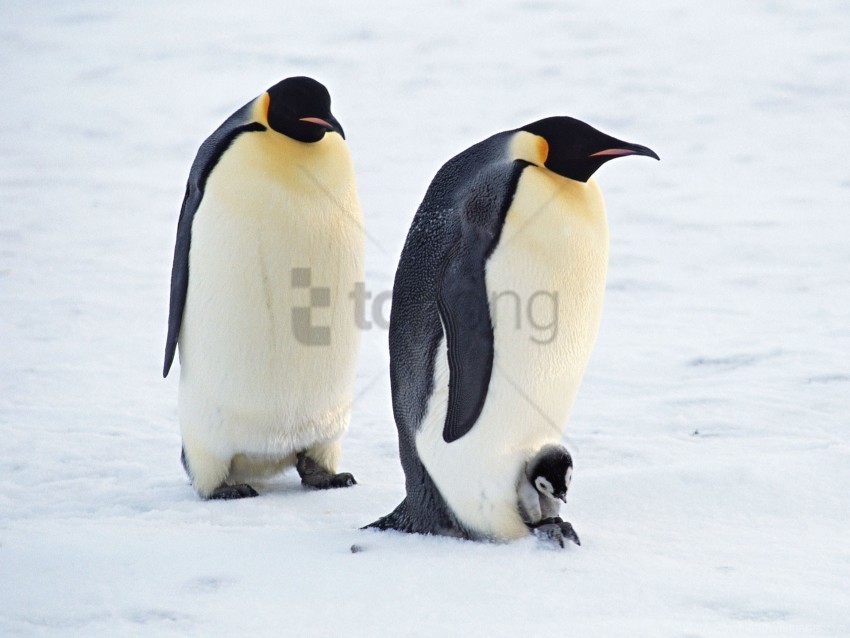 arctic pair penguins wallpaper Clear Background PNG Isolated Item