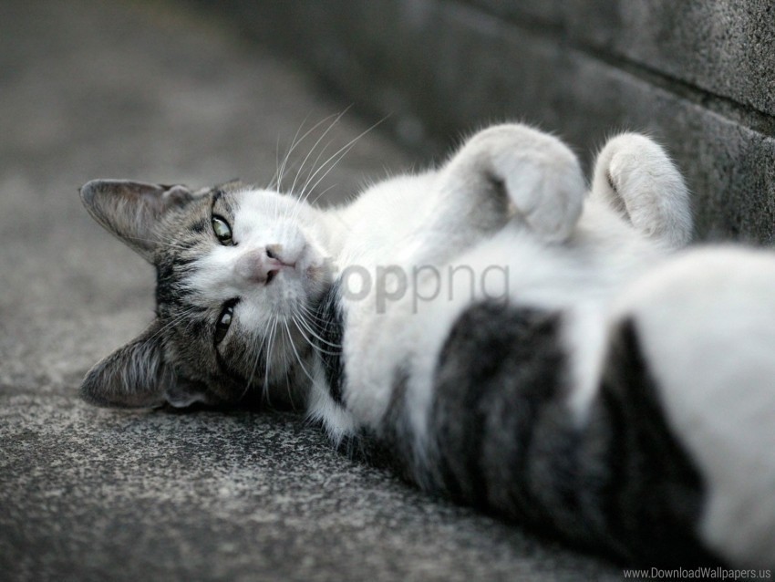asphalt black white cat lie down spotted wallpaper PNG Isolated Subject on Transparent Background