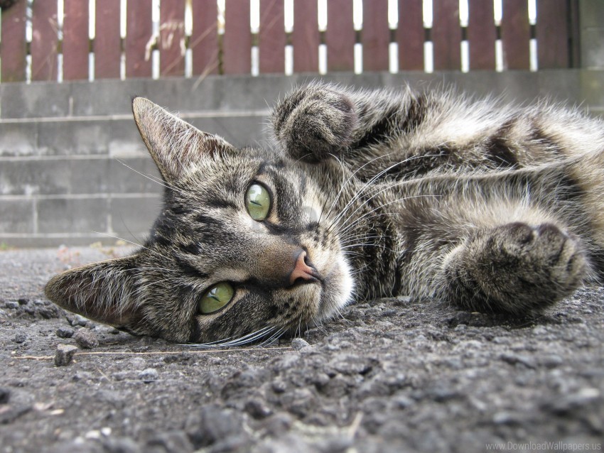 asphalt cat muzzle down wallpaper Isolated Element on Transparent PNG