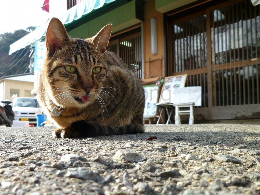 asphalt cat old sit tongue wallpaper PNG images with clear backgrounds