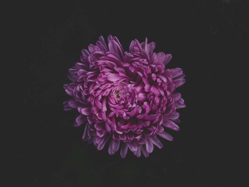 aster flower purple dark Alpha PNGs