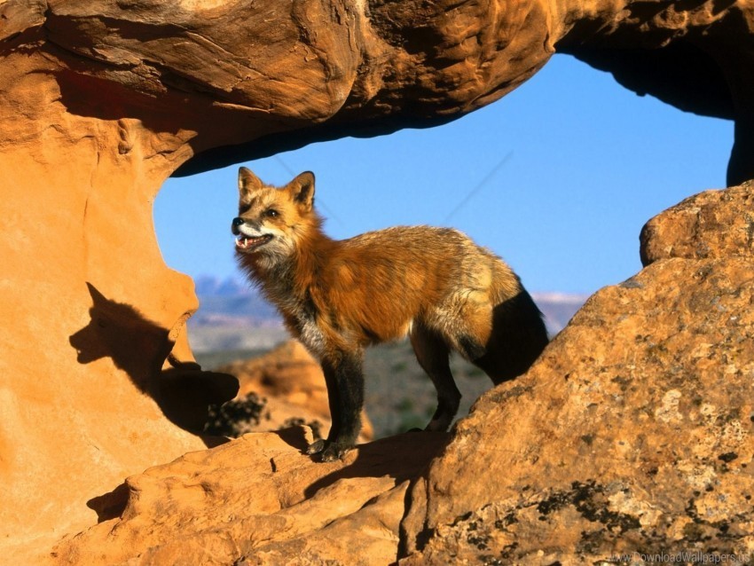 attention fox rocks standing watching wallpaper Isolated Design Element in PNG Format