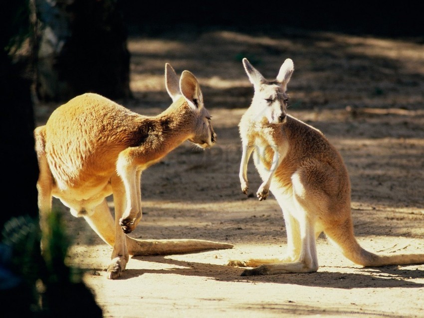 australia conversation kangaroo wallpaper Isolated Item on Transparent PNG