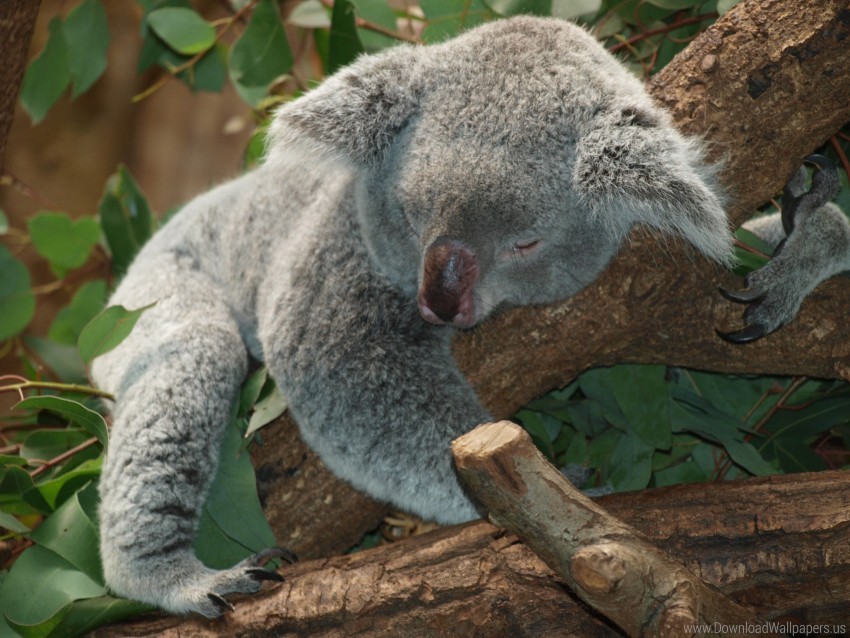 australia koala lie relax wallpaper PNG with no background for free