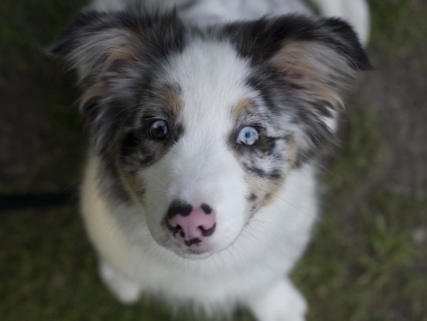 australian shepherd dog puppy cute spotted Isolated Element with Transparent PNG Background 4k wallpaper