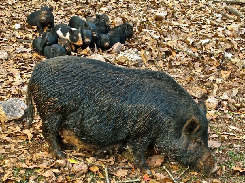 autumn boar cubs food grass leaves wallpaper PNG pictures with no background