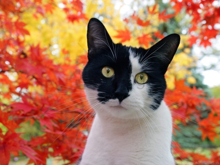autumn cat face leaves spotted wallpaper Free PNG images with alpha channel variety