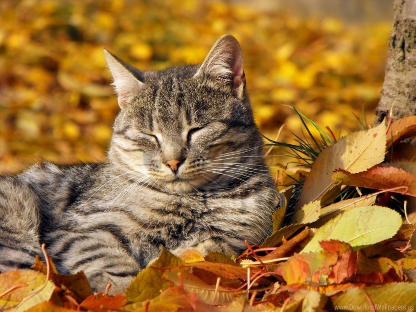 autumn cat leaves muzzle nap sleeping wallpaper Transparent background PNG clipart