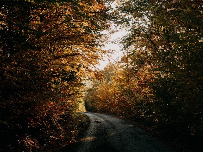 autumn forest road trees shadows Isolated Element with Clear Background PNG