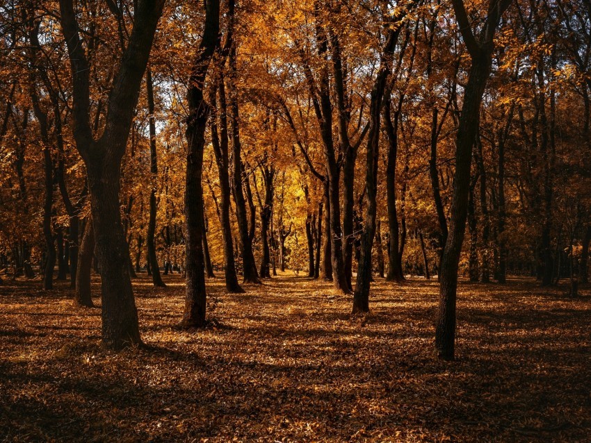 autumn forest trees park path Isolated Object in HighQuality Transparent PNG