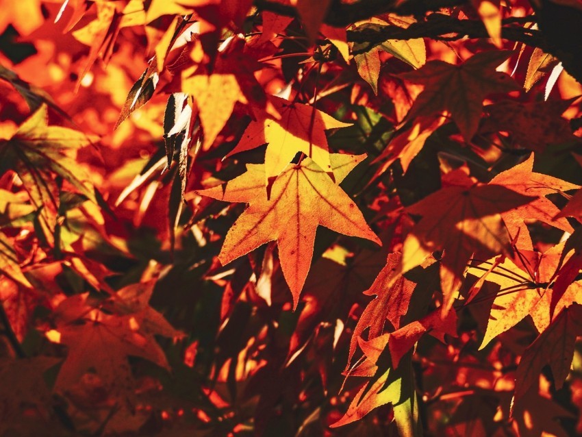autumn leaves maple branch sunlight shadow PNG file with no watermark 4k wallpaper