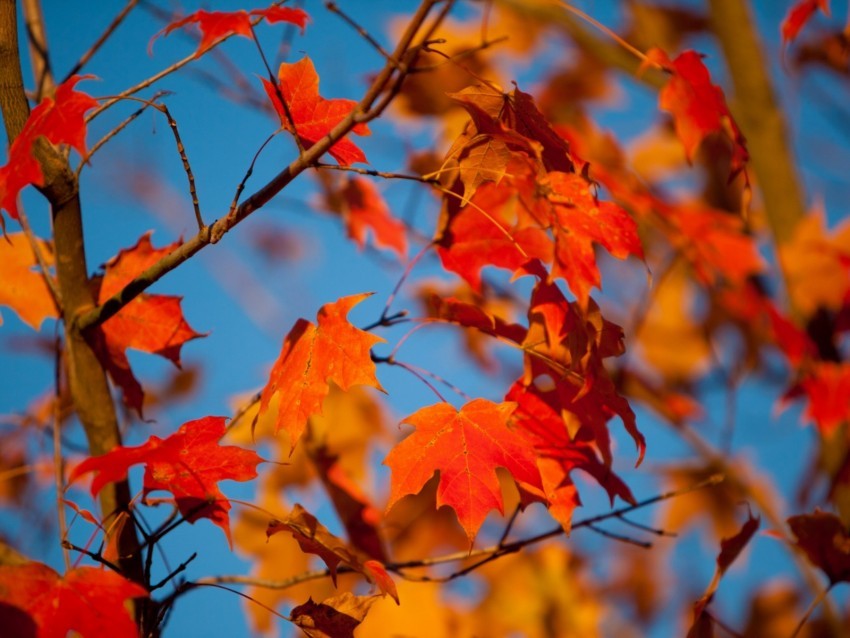 autumn leaves maple branches blur PNG files with no backdrop pack 4k wallpaper