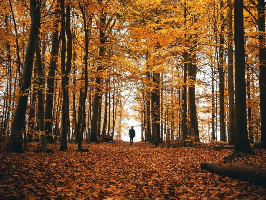 autumn loneliness forest trees walk Clean Background Isolated PNG Graphic Detail