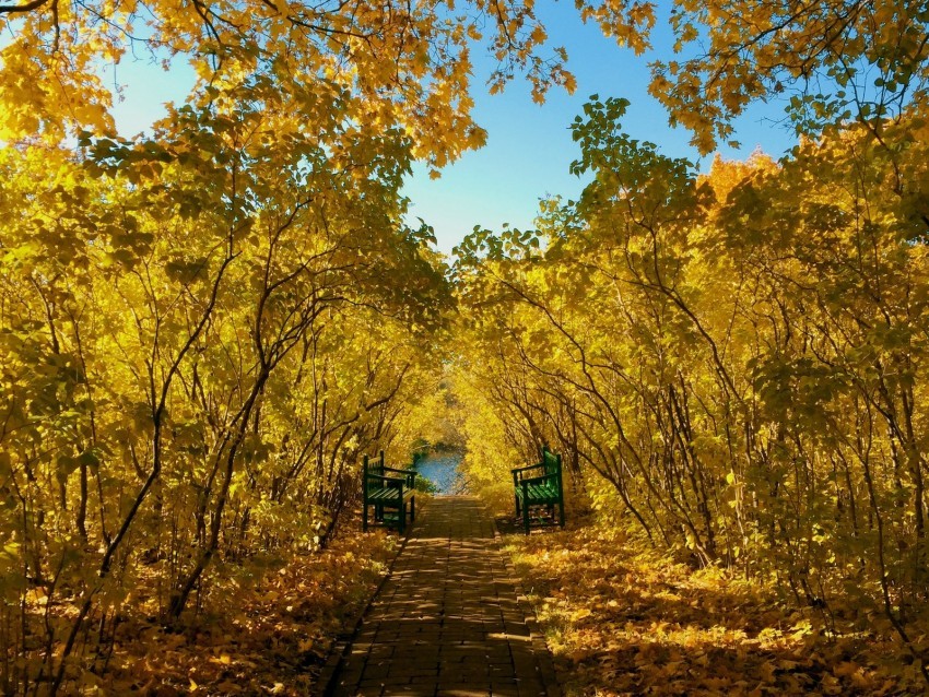 autumn park benches foliage landscape PNG Image Isolated with Transparency