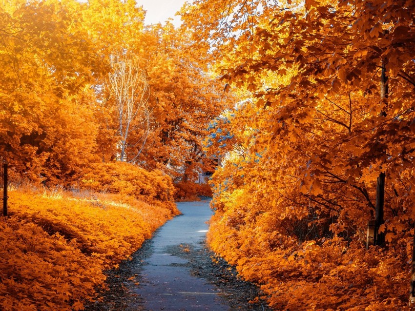autumn path park foliage Free PNG images with alpha channel variety 4k wallpaper