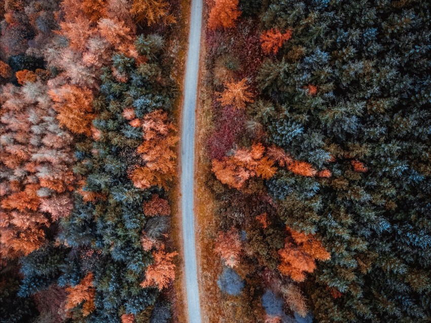 autumn road aerial view trees forest PNG pictures with no background required 4k wallpaper