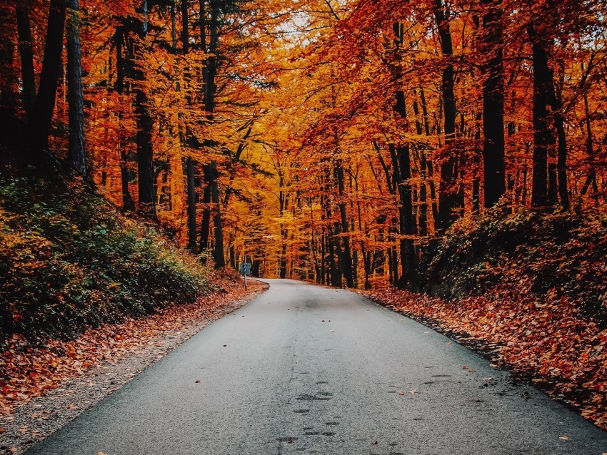 autumn road foliage turn asphalt Isolated Subject on Clear Background PNG