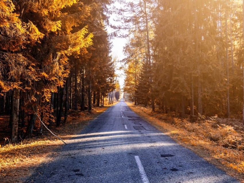 autumn road forest sunlight Isolated Object with Transparent Background PNG