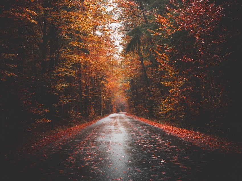 autumn road trees forest asphalt Transparent image 4k wallpaper