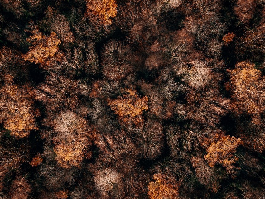 autumn trees aerial view forest autumn colors tops Transparent PNG images extensive gallery 4k wallpaper