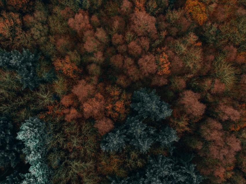 autumn trees aerial view forest autumn colors vegetation Isolated PNG on Transparent Background