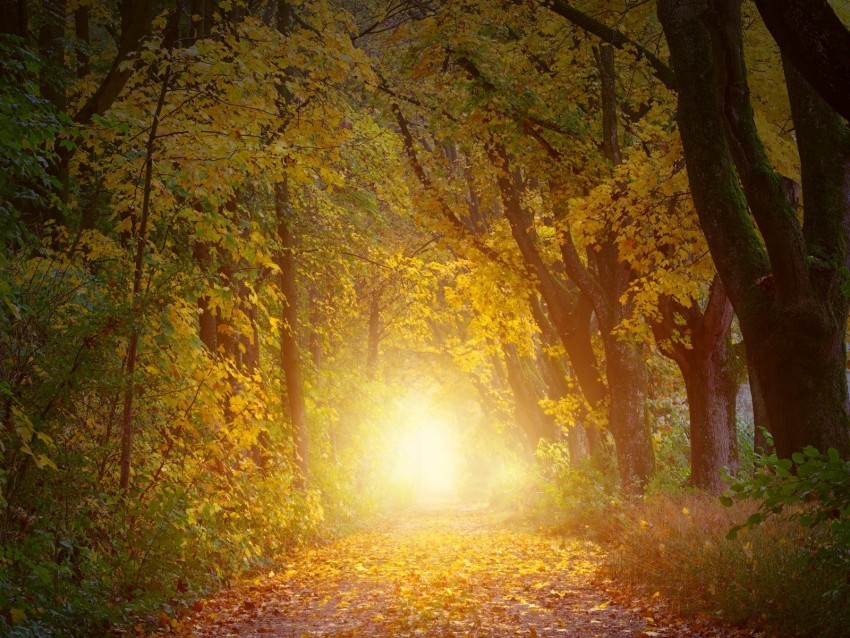 autumn trees arch sunlight path PNG images with transparent canvas comprehensive compilation