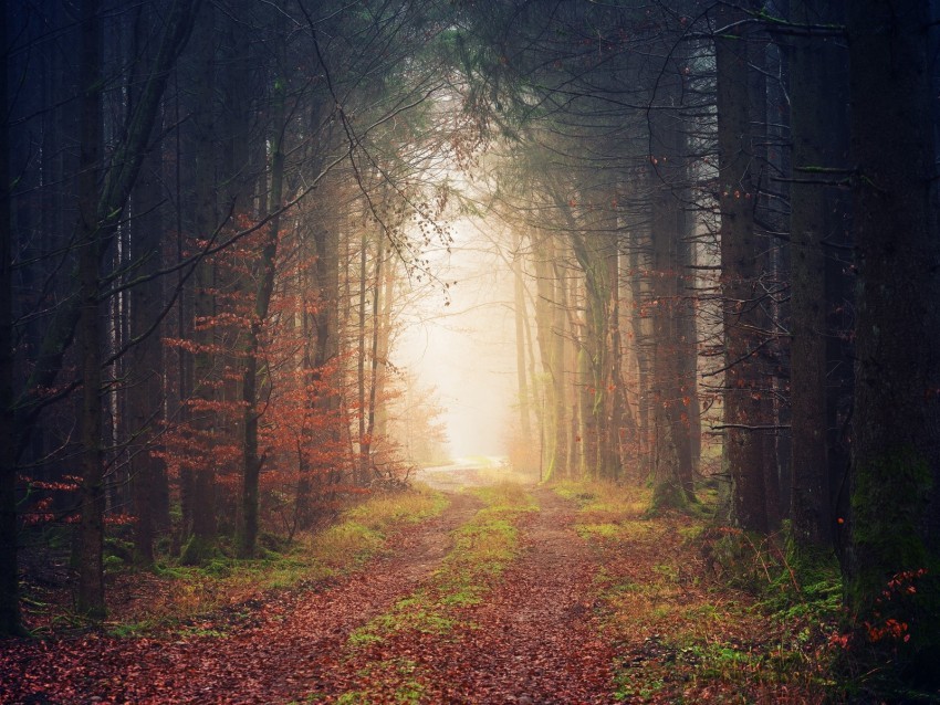 autumn trees fog path foliage PNG images with clear cutout