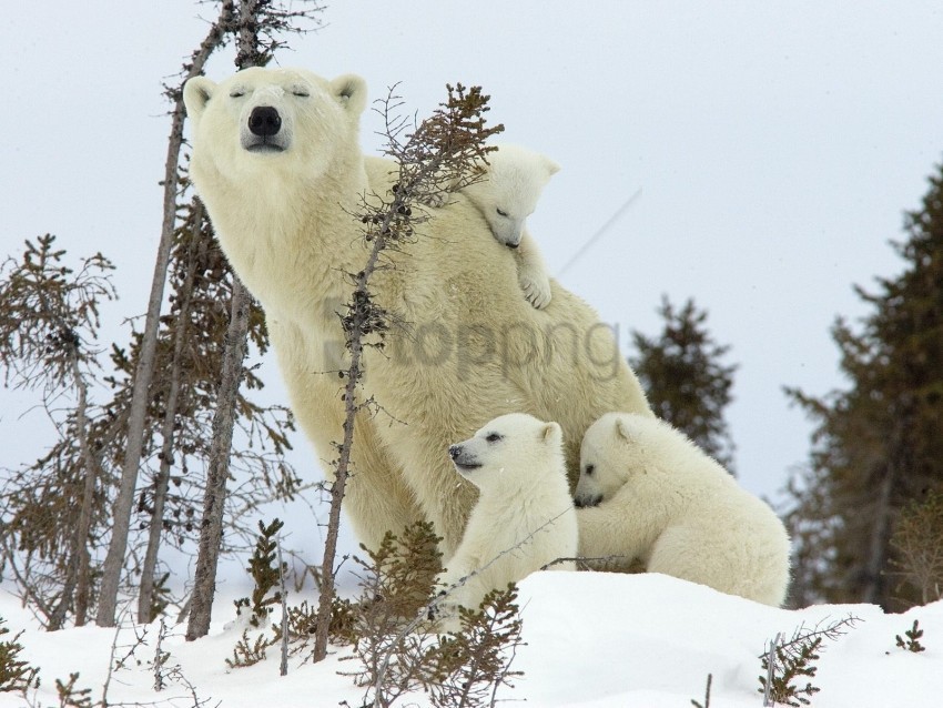 babies family polar bears snow wallpaper Isolated Subject in Transparent PNG Format