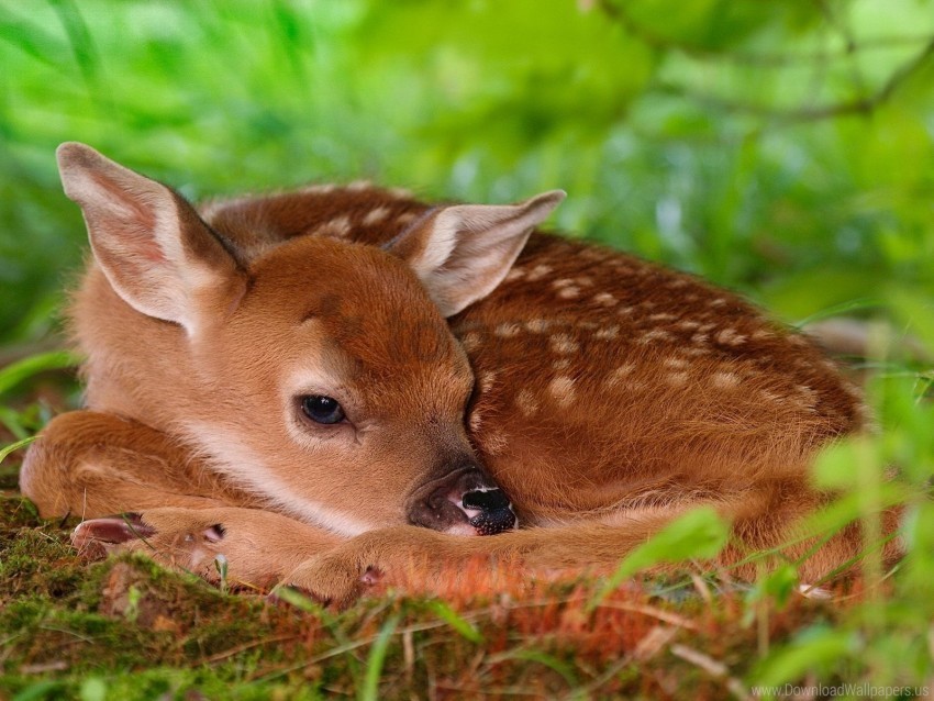 baby bambi deer rest sleep wallpaper PNG transparent images bulk