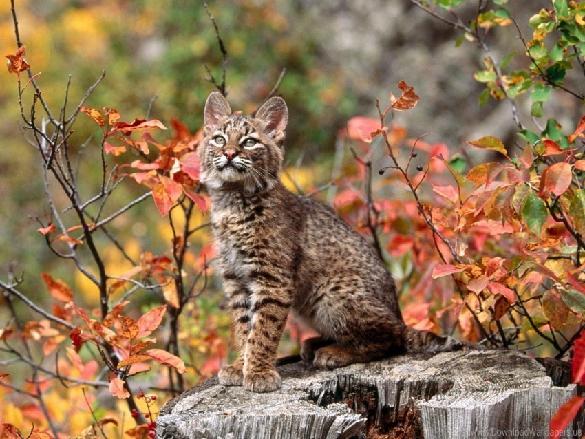 baby branch lynx wallpaper Clear Background PNG Isolated Design