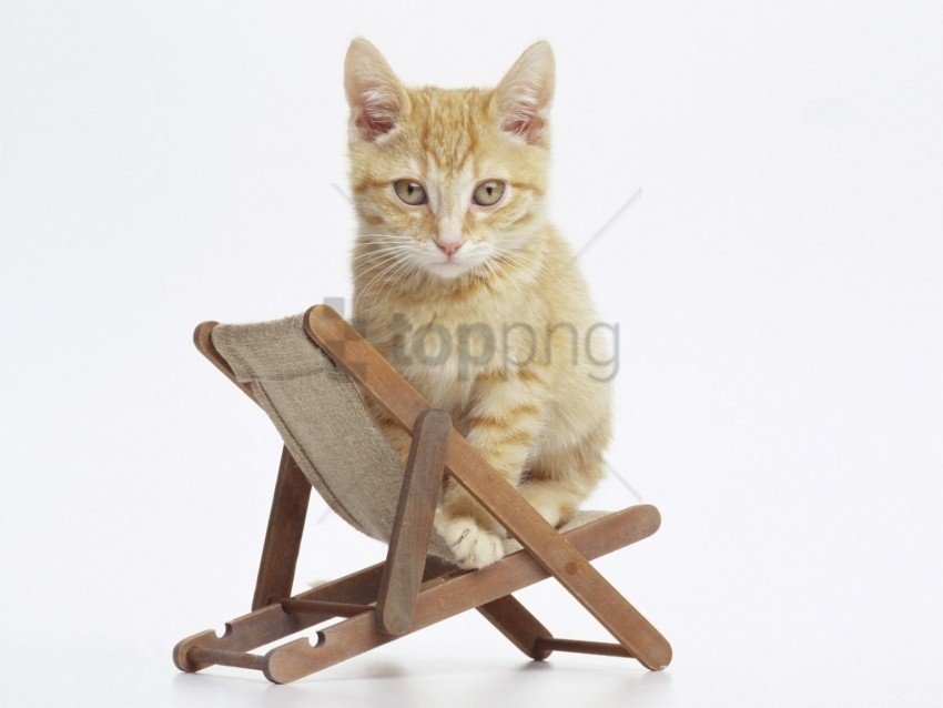 baby chair kitten sit wallpaper PNG for web design