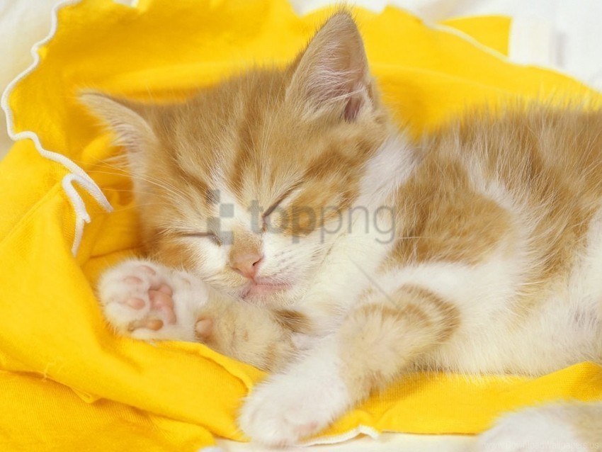 baby cloth kitten sleep wallpaper PNG files with clear background variety
