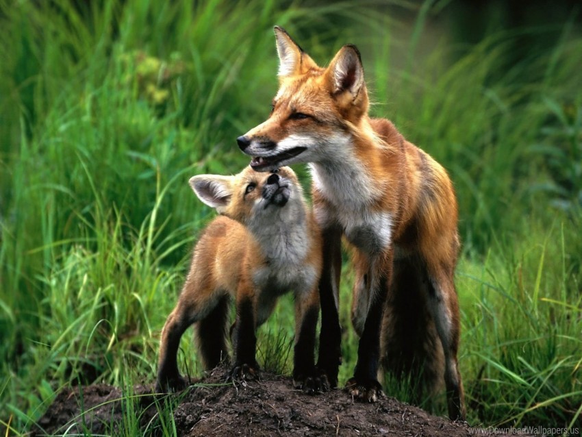 baby couple fox grass wallpaper PNG images with no royalties