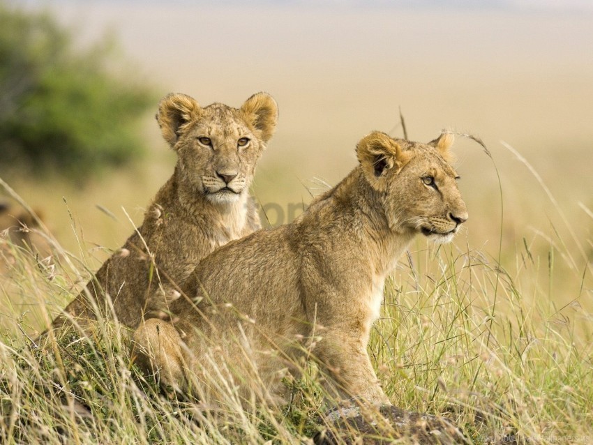 baby couple grass lion wallpaper Transparent background PNG gallery
