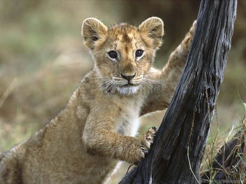 baby cub lion walk wallpaper PNG graphics with clear alpha channel