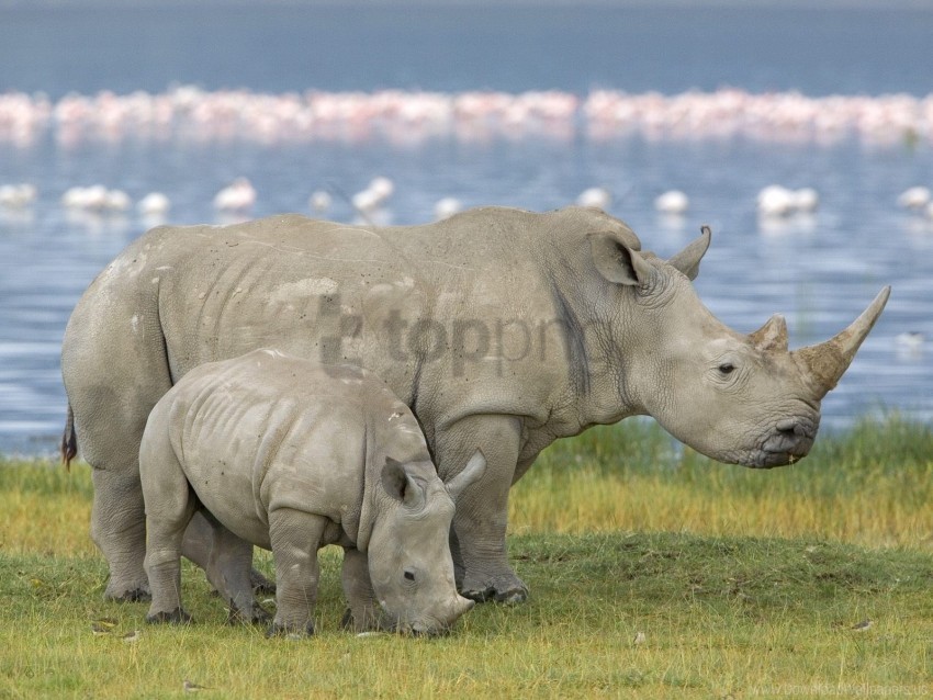 baby family field rhinoceros wallpaper Isolated Artwork on Clear Background PNG