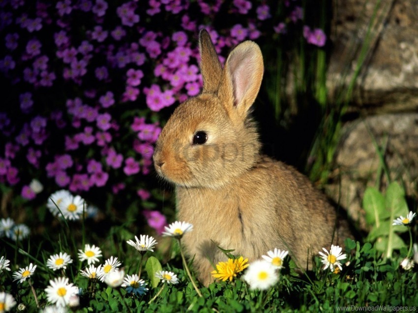 baby flowers grass rabbit shade wallpaper PNG images with alpha background