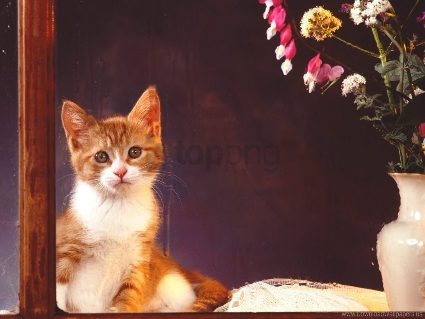 Baby Flowers Kitten Sit Wallpaper Isolated Object On Clear Background PNG