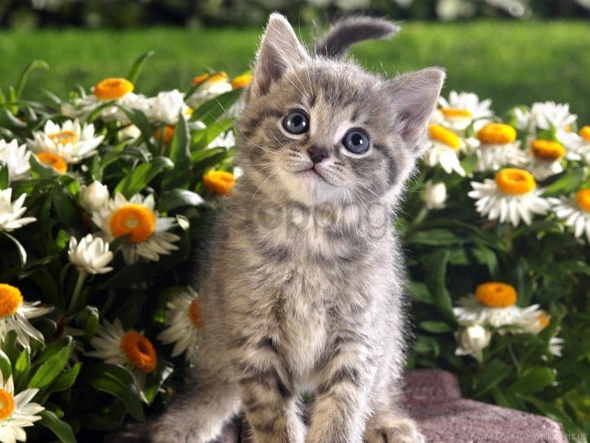 baby flowers kitten wallpaper Isolated Item on Clear Background PNG