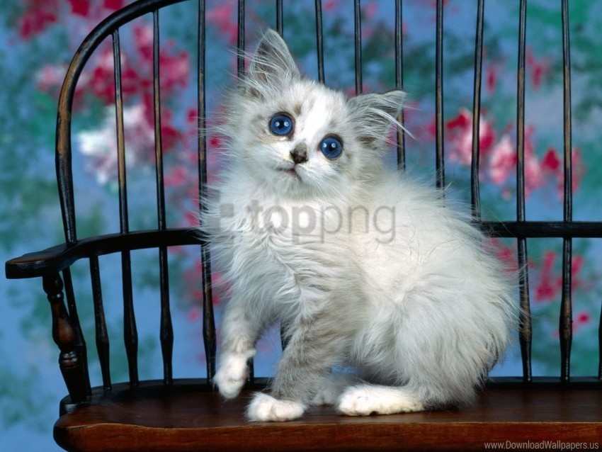 baby fluffy kitten wallpaper PNG clipart