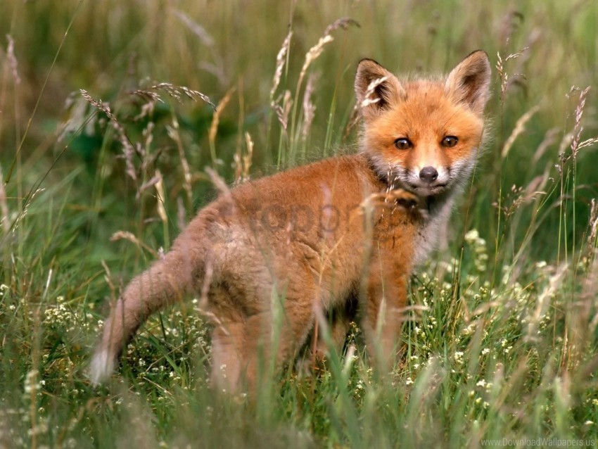 baby fox grass walk young fox wallpaper PNG with clear background set