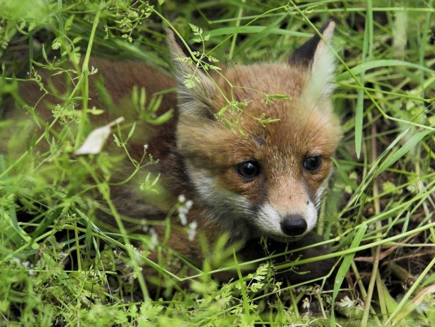baby fox grass young fox wallpaper Transparent PNG images extensive variety