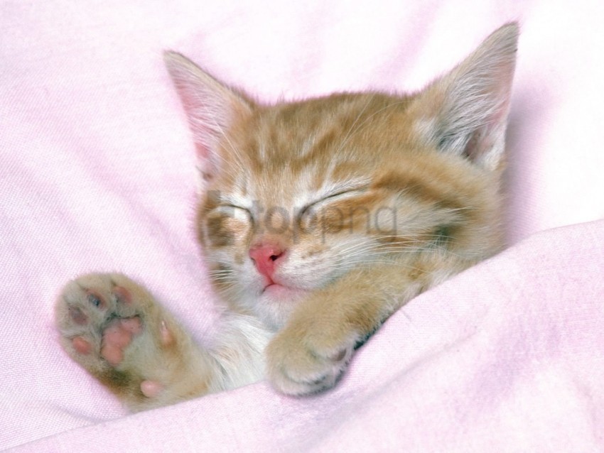 baby kitten sleeping striped wallpaper PNG for blog use