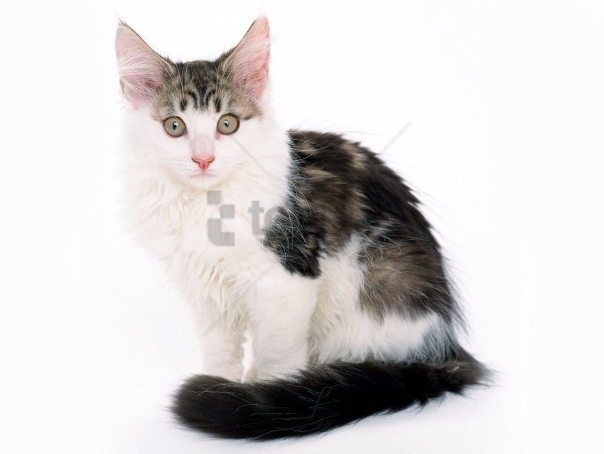baby kitten spotted wallpaper PNG graphics with clear alpha channel selection